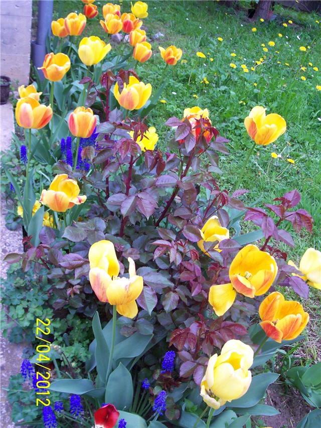 Tulipani